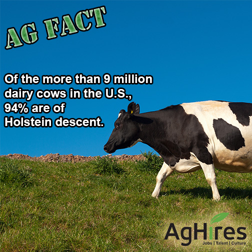 9 Million Dairy Cows in the U.S., 94 are Holstein